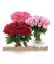 Picture of VNG-OT-3 month of roses
