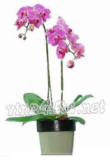 Picture of VNG-OC-2orchidplant