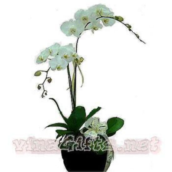 Picture of VNG-OC-X0871_Two white Phalaenopsis orchids plants.