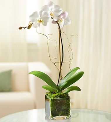 Picture of VNG-OC-Single White Phalaenopsis Orchid