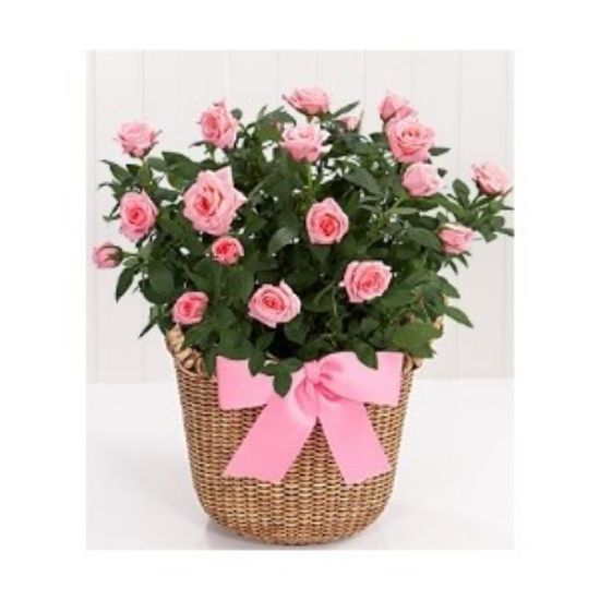 Picture of VNG-OC-Pink Rose plants_ Ho chi minh (saigon) delivery only.