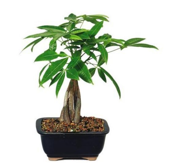 Picture of VNG-PLT-Money Tree
