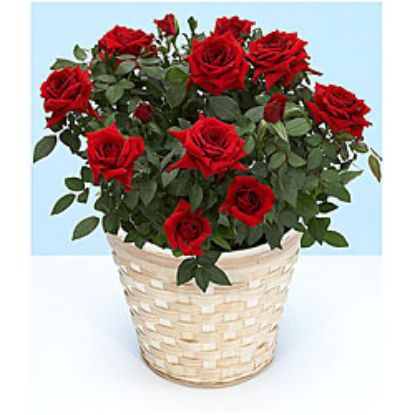 Picture of VNG-OC-Red Rose plants_Ho chi minh/ saigon only.