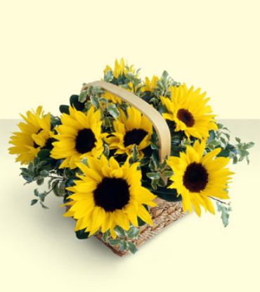 Picture of VNG-RO-SunFlowers05