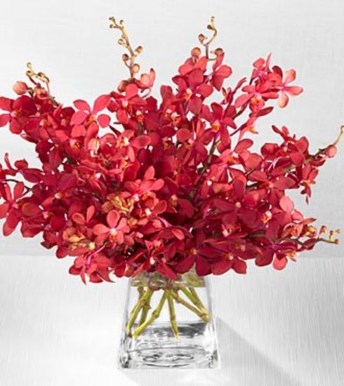 Picture of VNG-Tet-TetOchids20164- Ho chi Minh only.