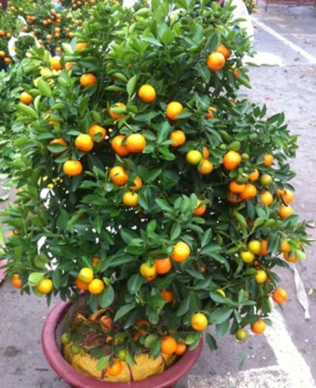 Picture of VNG-TET-Kumquat tree M