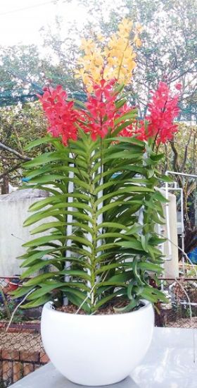 Picture of VNG-OC-MokaraPlant201601_5 plants of Mokara Orchid in Pot_HO chi minh only