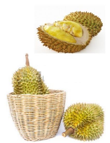 Picture of VNG-OT-SPDurian01