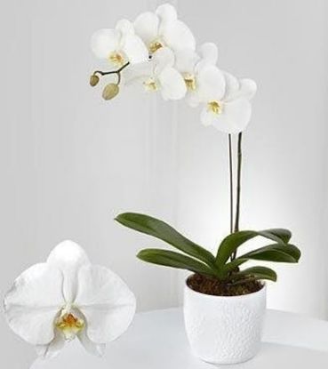 Picture of VNG-Tet-SingleWhiteOrchid