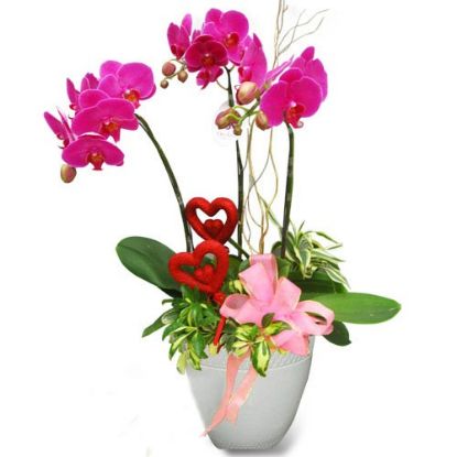 Picture of VNG-Tet-MixedOrchid07-Three of phalaenopsis orchids plants