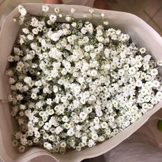 Picture of VNG-RO-ImportedBabybreath250gr