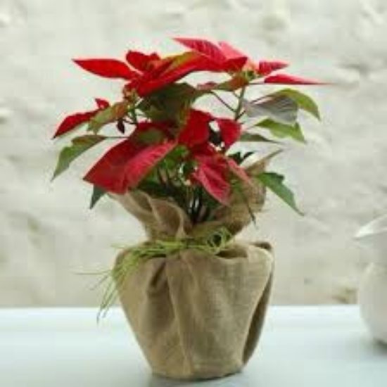 Picture of VNG-RO-Poinsettia Plant088