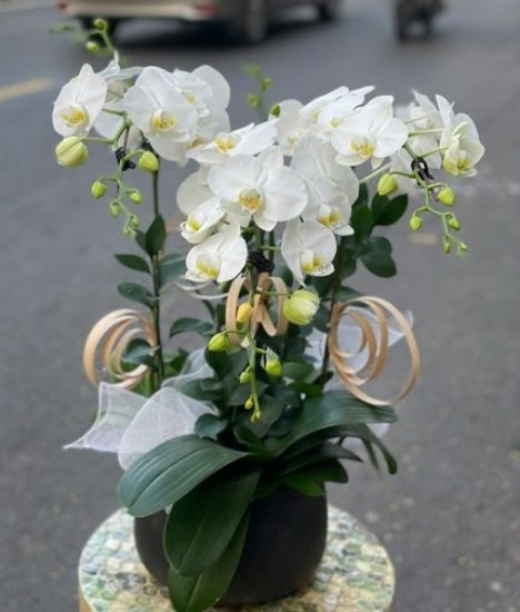 Picture of 3miniorchids